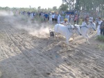 Ox Race2010 (37)